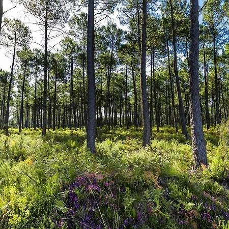 Maison Dans La Foret Des Landes Belhade